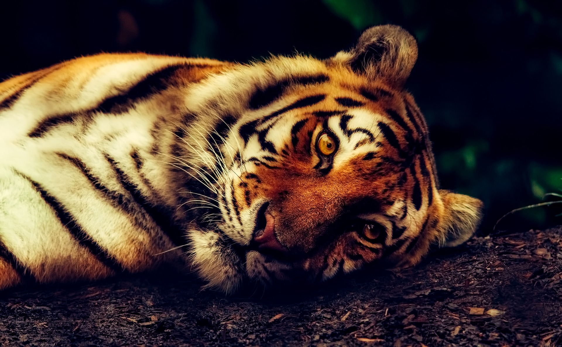 tigris-állati-vadvilág-pihenő