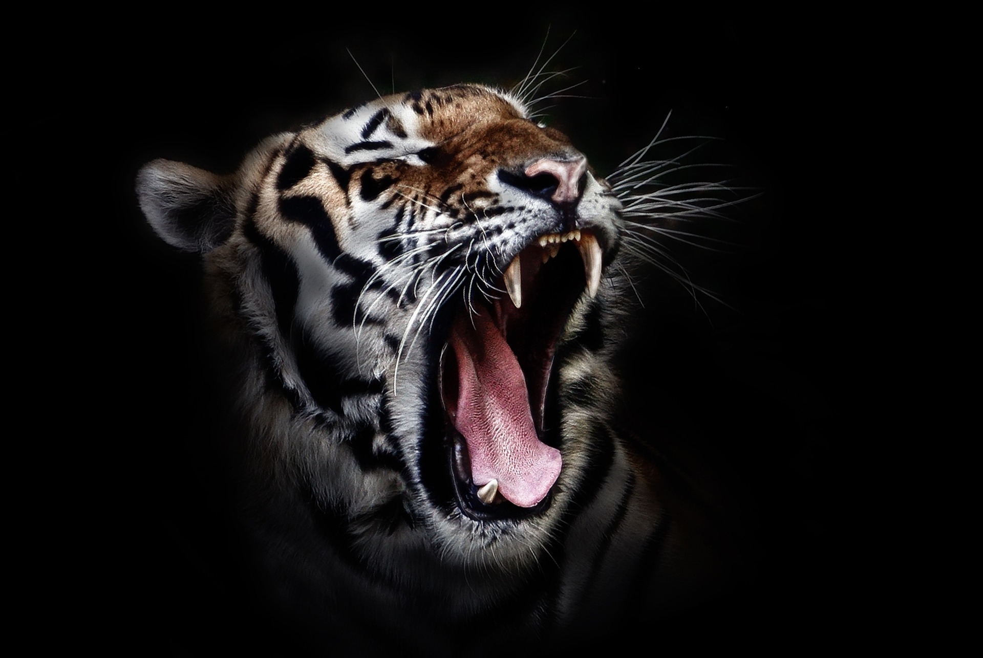 tigris-fej-vadvilág-állati