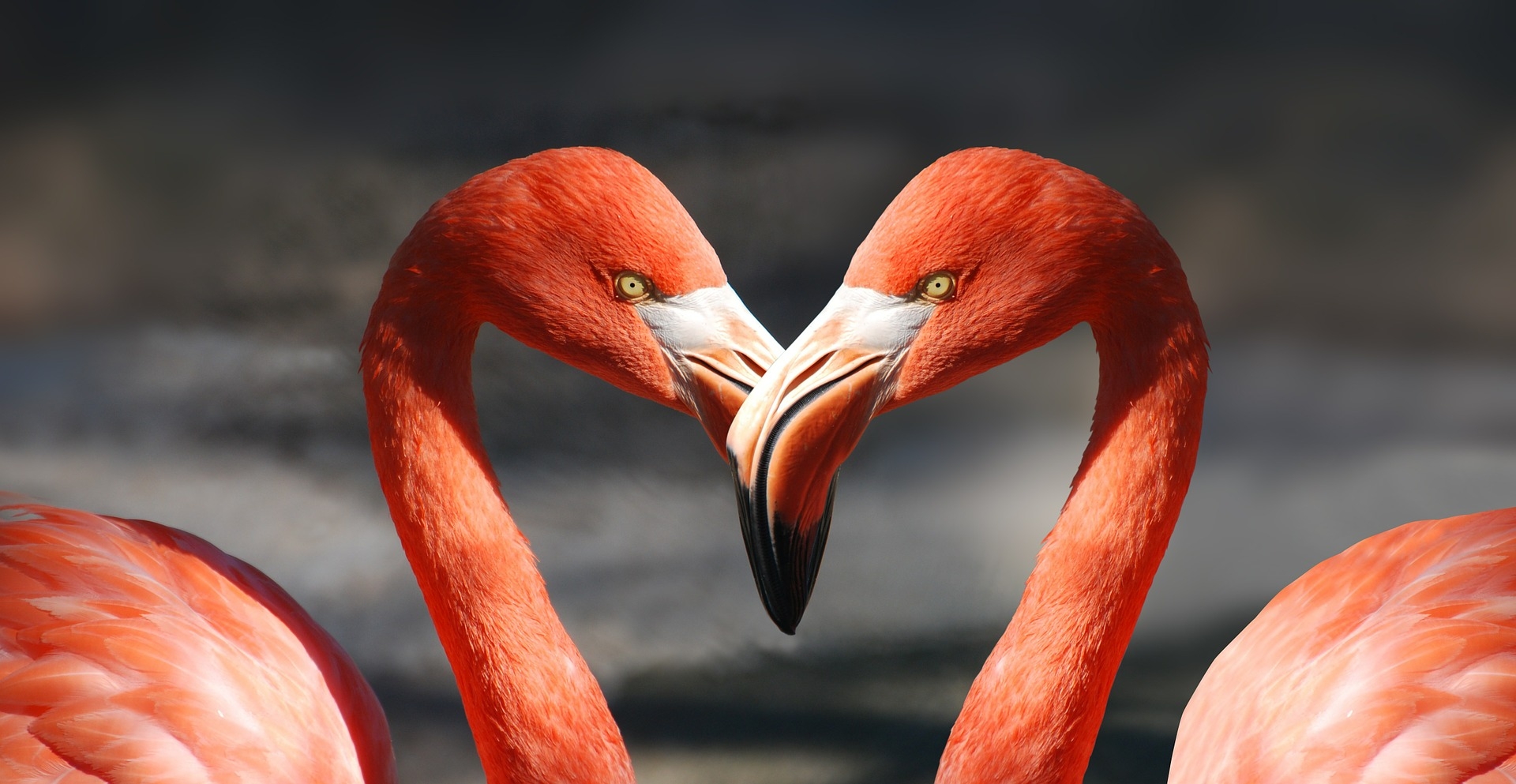 https://pixabay.com/hu/flamingo-valentin-sz%C3%ADv-600205/