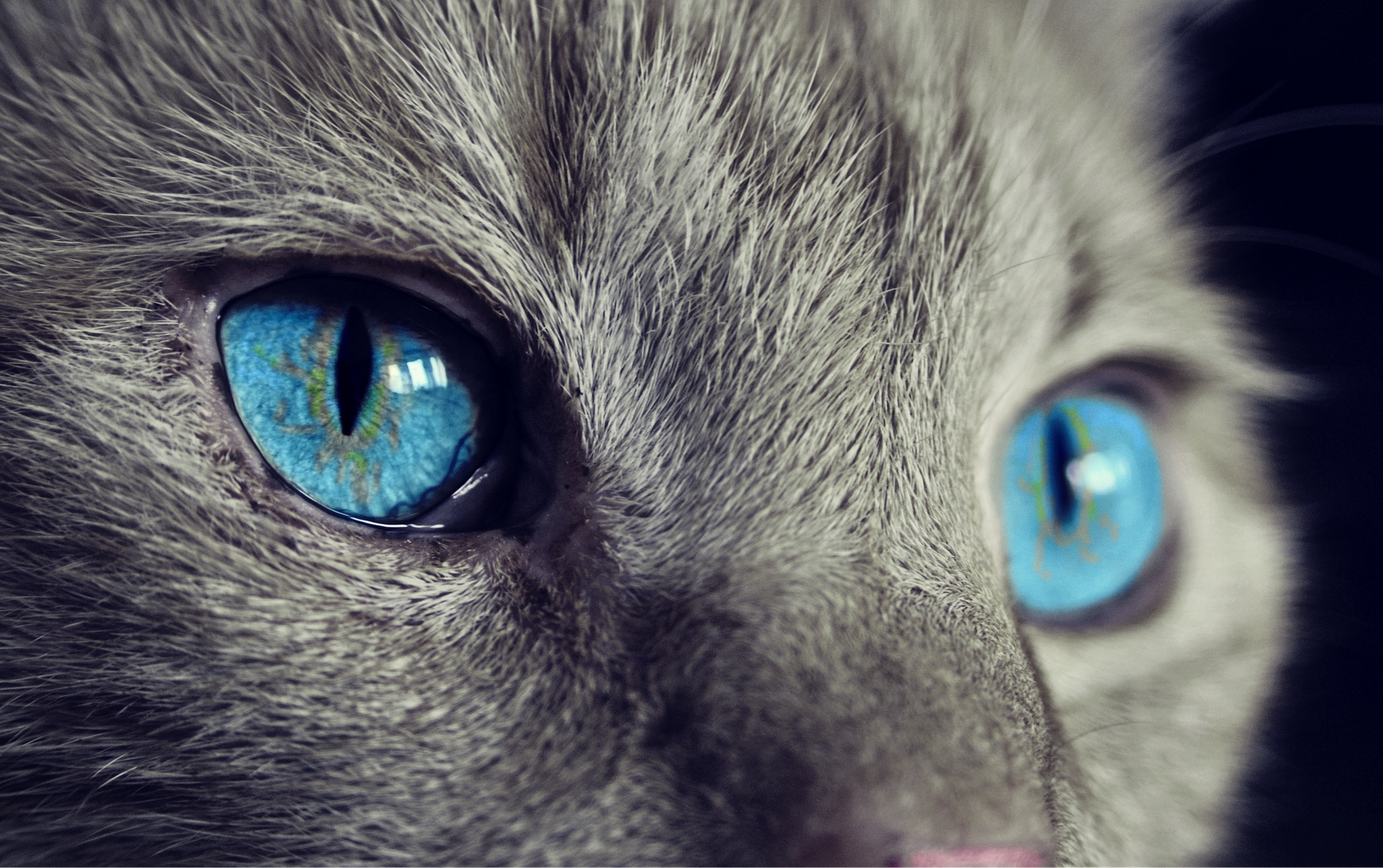 macska-állati-cat-s-eyes-szemek