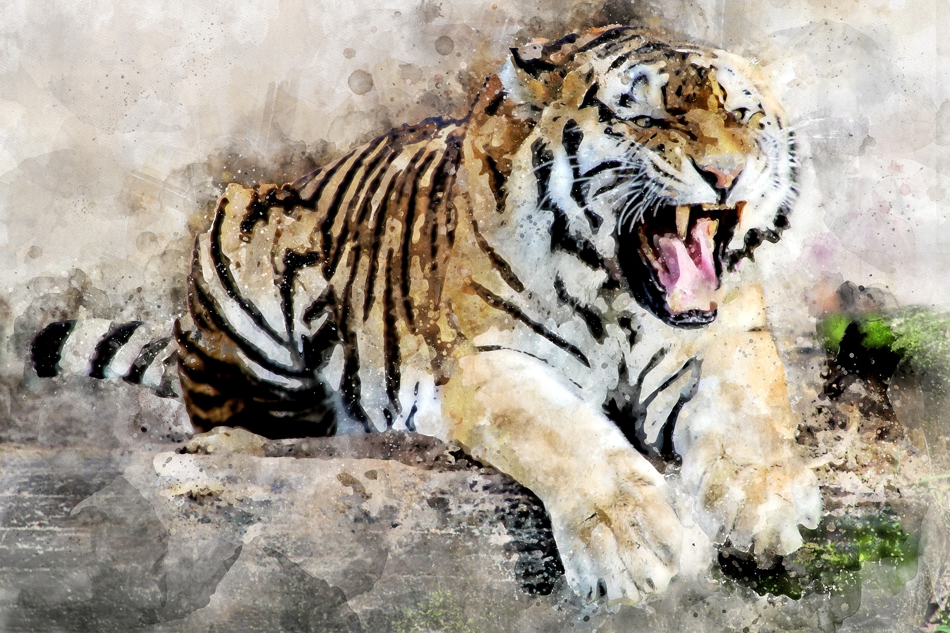 tigris-predator-állati-tooth-roar